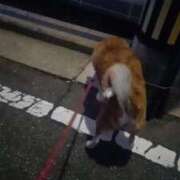 ヒメ日記 2025/01/11 19:15 投稿 ふみ 待ちナビ