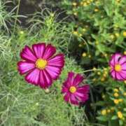 ヒメ日記 2025/04/04 19:28 投稿 ふみ 待ちナビ