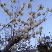 ヒメ日記 2025/05/08 05:40 投稿 ふみ 待ちナビ