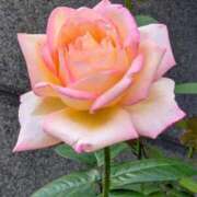 ヒメ日記 2025/10/02 15:44 投稿 ふみ 待ちナビ