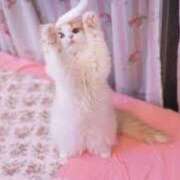 ヒメ日記 2025/06/23 21:31 投稿 藤沢なる コウテイ