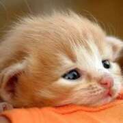 ヒメ日記 2025/07/10 05:25 投稿 藤沢なる コウテイ