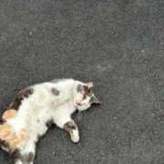 ヒメ日記 2025/10/24 10:28 投稿 ちほ 京都BOOK MARK（ブックマーク）