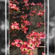 ヒメ日記 2026/04/21 09:20 投稿 ともか 熟女の風俗最終章 町田店