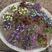 ヒメ日記 2025/01/15 10:57 投稿 白瀬奈美 ローテンブルク