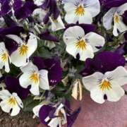 ヒメ日記 2025/01/20 08:42 投稿 白瀬奈美 ローテンブルク