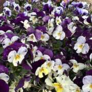 ヒメ日記 2025/02/22 14:26 投稿 白瀬奈美 ローテンブルク