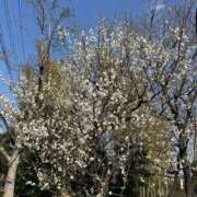 ヒメ日記 2025/03/02 20:27 投稿 白瀬奈美 ローテンブルク