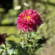 ヒメ日記 2025/03/04 00:23 投稿 白瀬奈美 ローテンブルク