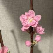 ヒメ日記 2025/03/08 12:02 投稿 白瀬奈美 ローテンブルク