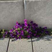 ヒメ日記 2025/03/09 16:09 投稿 白瀬奈美 ローテンブルク