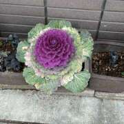 ヒメ日記 2025/03/11 17:28 投稿 白瀬奈美 ローテンブルク