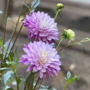 ヒメ日記 2025/03/14 08:20 投稿 白瀬奈美 ローテンブルク