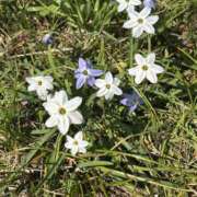 ヒメ日記 2025/03/25 01:09 投稿 白瀬奈美 ローテンブルク