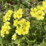 ヒメ日記 2025/03/25 10:52 投稿 白瀬奈美 ローテンブルク