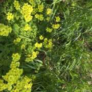 ヒメ日記 2025/03/27 05:27 投稿 白瀬奈美 ローテンブルク