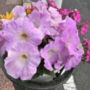 ヒメ日記 2025/03/28 10:59 投稿 白瀬奈美 ローテンブルク