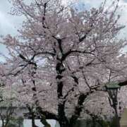 ヒメ日記 2025/04/01 23:50 投稿 白瀬奈美 ローテンブルク