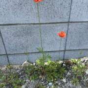 ヒメ日記 2025/04/08 11:06 投稿 白瀬奈美 ローテンブルク