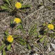 ヒメ日記 2025/04/08 14:46 投稿 白瀬奈美 ローテンブルク