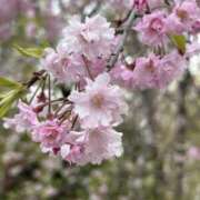 ヒメ日記 2025/04/10 08:04 投稿 白瀬奈美 ローテンブルク