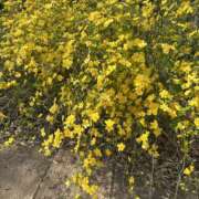 ヒメ日記 2025/04/10 14:13 投稿 白瀬奈美 ローテンブルク