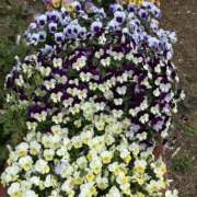 ヒメ日記 2025/04/11 11:00 投稿 白瀬奈美 ローテンブルク