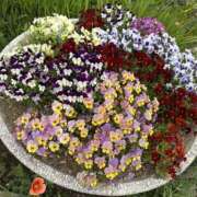 ヒメ日記 2025/04/11 16:12 投稿 白瀬奈美 ローテンブルク