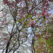 ヒメ日記 2025/04/22 11:52 投稿 白瀬奈美 ローテンブルク