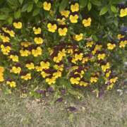 ヒメ日記 2025/04/26 21:31 投稿 白瀬奈美 ローテンブルク