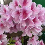 ヒメ日記 2025/04/29 18:02 投稿 白瀬奈美 ローテンブルク