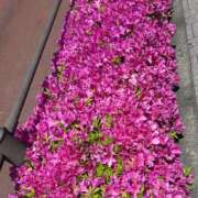 ヒメ日記 2025/04/30 12:37 投稿 白瀬奈美 ローテンブルク