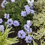 ヒメ日記 2025/05/09 18:56 投稿 白瀬奈美 ローテンブルク