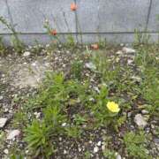 ヒメ日記 2025/05/12 08:29 投稿 白瀬奈美 ローテンブルク