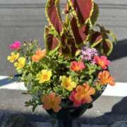 ヒメ日記 2025/05/16 09:05 投稿 白瀬奈美 ローテンブルク