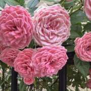 ヒメ日記 2025/05/20 17:38 投稿 白瀬奈美 ローテンブルク