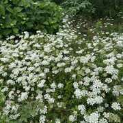 ヒメ日記 2025/05/25 19:13 投稿 白瀬奈美 ローテンブルク