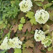 ヒメ日記 2025/05/27 09:39 投稿 白瀬奈美 ローテンブルク