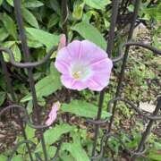 ヒメ日記 2025/05/29 15:28 投稿 白瀬奈美 ローテンブルク