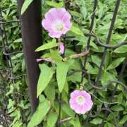 ヒメ日記 2025/05/29 22:03 投稿 白瀬奈美 ローテンブルク