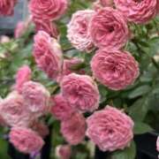 ヒメ日記 2025/06/06 04:25 投稿 白瀬奈美 ローテンブルク