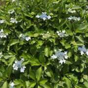 ヒメ日記 2025/06/08 15:25 投稿 白瀬奈美 ローテンブルク