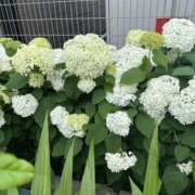 ヒメ日記 2025/06/09 16:45 投稿 白瀬奈美 ローテンブルク