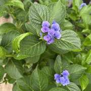 ヒメ日記 2025/06/10 09:24 投稿 白瀬奈美 ローテンブルク