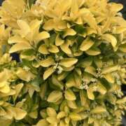 ヒメ日記 2025/06/13 08:20 投稿 白瀬奈美 ローテンブルク