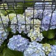 ヒメ日記 2025/06/15 10:44 投稿 白瀬奈美 ローテンブルク