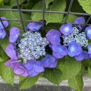 ヒメ日記 2025/06/16 20:11 投稿 白瀬奈美 ローテンブルク