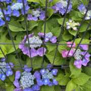 ヒメ日記 2025/06/20 16:09 投稿 白瀬奈美 ローテンブルク