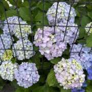 ヒメ日記 2025/06/21 19:28 投稿 白瀬奈美 ローテンブルク