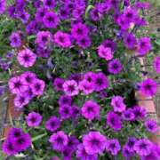 ヒメ日記 2025/07/05 10:14 投稿 白瀬奈美 ローテンブルク